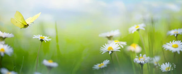 Bahar Çiçekleri Açan Soyut Doğa Arka Planı Bahar Çiçekleri Manzarası — Stok fotoğraf