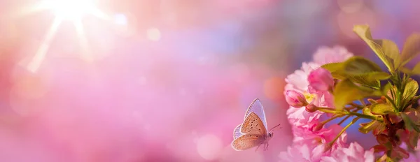 ピンクの繊細な桜が満開の春の背景 緑の背景がぼやけているので 花の隣には鮮やかな蝶が優雅に浮かび 風変わりな雰囲気と不思議さを加えています 柔らかな自然光と穏やかな — ストック写真