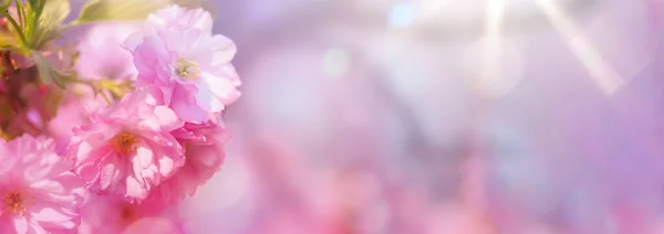 Frühlingsfoto Einer Rosa Kirschblüte Vor Einem Heiteren Sonnigen Himmel Der — Stockfoto