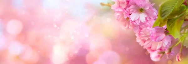 Tavaszi Virágos Határ Vagy Háttérművészet Rózsaszín Cseresznyevirágzással Gyönyörű Természet Jelenet — Stock Fotó