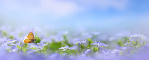 Krásné Rozmazané Jarní Přírodní Pozadí Kvetoucí Loukou Modrou Oblohou Slunečného — Stock fotografie