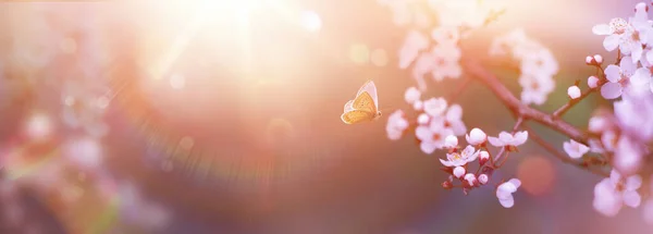 Sztuka Wiosna Kwiaty Latać Motyl Wiśnia Drzewo Kwitnie Rozproszonym Słońcu — Zdjęcie stockowe