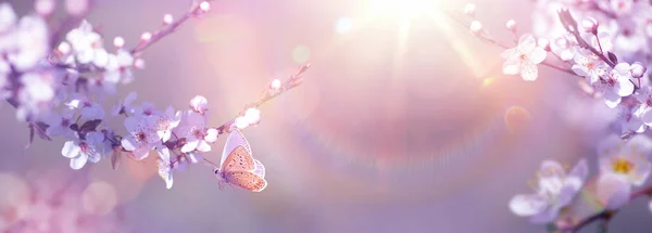 Panoramatický Design Kvetoucích Třešňových Větví Létat Motýl Slunné Jarní Zahradě — Stock fotografie