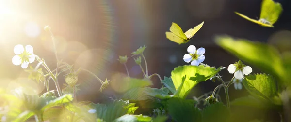 Sztuka Kwitnący Kwiat Truskawki Ogrodzie Letnim Słonecznym Tle Piękne Lato — Zdjęcie stockowe