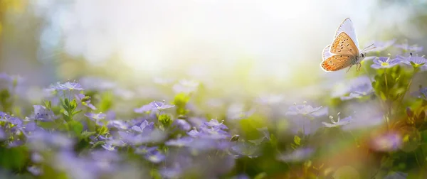Mooie Wazig Voorjaar Achtergrond Natuur Met Bloeiende Glade Vlinder Tegen — Stockfoto