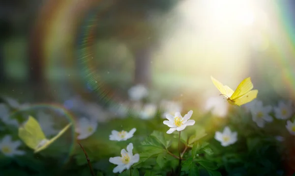 白い春の花と黄色の蝶と春の森のグレード晴れた日に ハッピーイースターモーニング — ストック写真