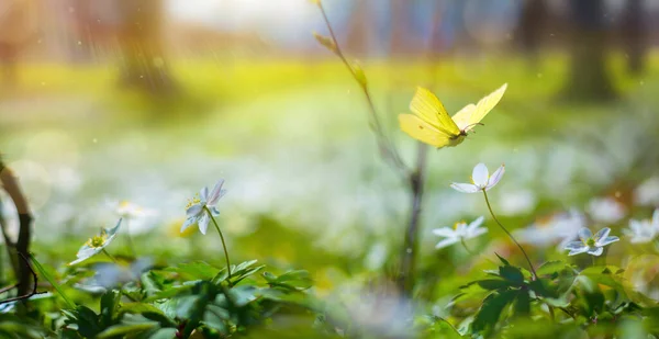 Wiosenny Las Polana Białymi Wiosennymi Kwiatami Żółtymi Motylami Słoneczny Dzień — Zdjęcie stockowe