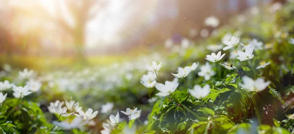 白い春の花と晴れた日の春の木で春の森のグレード ハッピーイースター Mornin — ストック写真