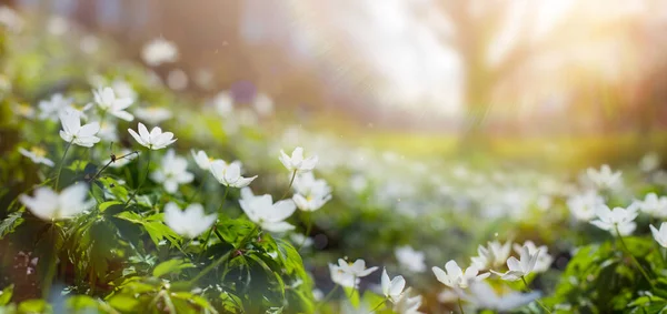 Ανθισμένα Λευκά Ανοιξιάτικα Λουλούδια Και Ανοιξιάτικα Δέντρα Στο Spring Forest — Φωτογραφία Αρχείου