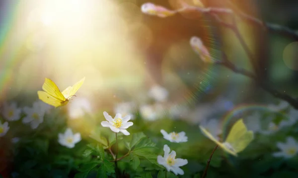 Spring Forest Lichtung Mit Weißen Frühlingsblumen Und Gelben Schmetterlingen Einem — Stockfoto