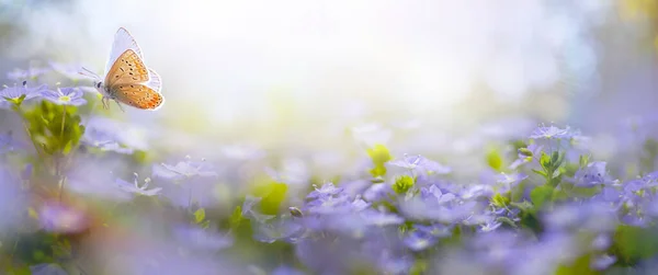 Gyönyörű Homályos Tavaszi Háttér Természet Virágzó Glade Légy Pillangó Ellen — Stock Fotó