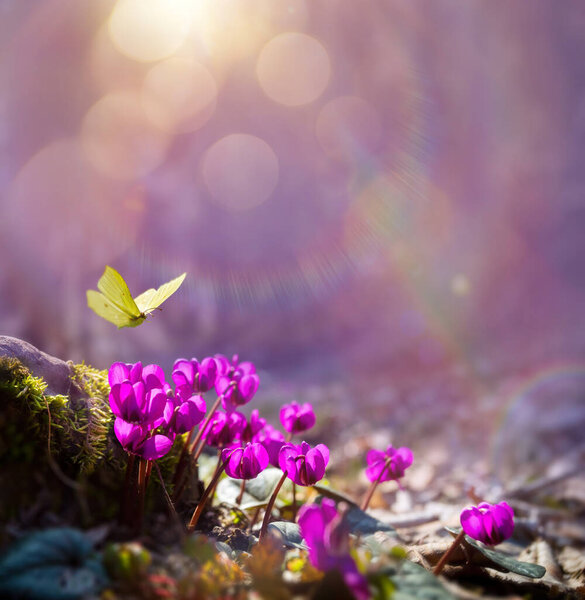 Art First Forest Spring Flowers and a Flying Butterfly Against the Background of the Morning Spring Forest with copy space: Spring Time Design