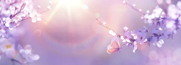 Panoramatický Design Kvetoucích Třešňových Větví Létat Motýl Slunné Jarní Zahradě — Stock fotografie