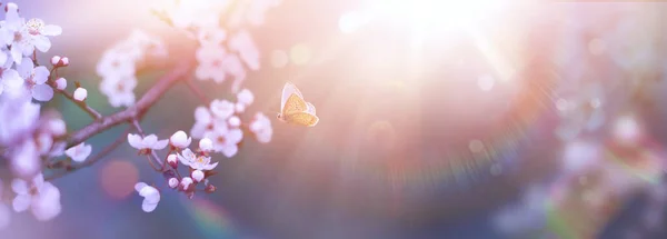 Art Spring Flowers Fly Butterfly Cherry Tree Blossoms Defocused Sunlight — Stock Photo, Image