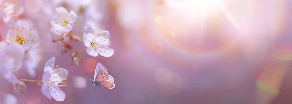 Panoramadesign Blühender Kirschzweige Auf Frühlingshaftem Gartenhintergrund Mit Kopierraum Frühlingskonzept Mit — Stockfoto