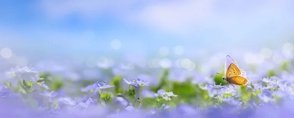 Hermoso Fondo Borroso Naturaleza Primavera Con Prado Floreciente Cielo Azul — Foto de Stock
