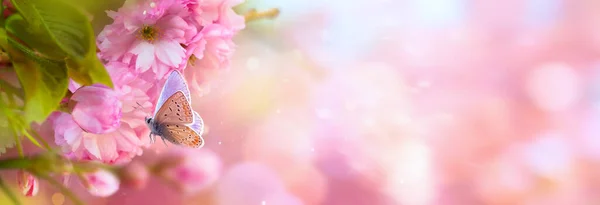 Άνοιξη Floral Σύνορα Φόντο Τέχνης Ροζ Άνθη Κερασιάς Όμορφη Φύση — Φωτογραφία Αρχείου
