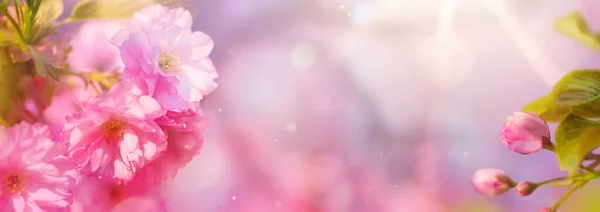 Wiosenne Zdjęcie Różowego Kwiatu Wiśni Przeciw Pogodnemu Słonecznemu Niebu Rozmyte — Zdjęcie stockowe