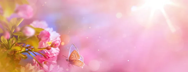 Panoramadesign Von Blühenden Kirschzweigen Und Fliegenschmetterling Auf Einem Sonnigen Frühlingsgarten — Stockfoto