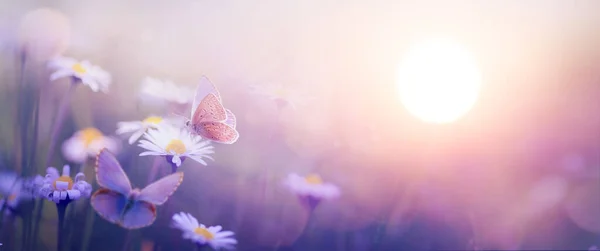 Natuur Met Prachtige Vlinder Bloeiende Lente Wilde Bloemen Tegen Hemel — Stockfoto