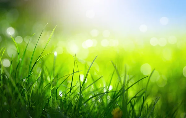 Fundos Primavera Desfocados Grama Verde Fresca Contra Céu Ensolarado — Fotografia de Stock