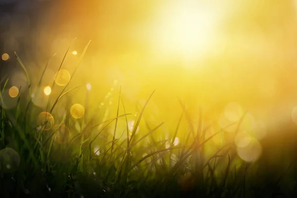 Wiosna Zielona Trawa Tle Zachodem Słońca Widoki — Zdjęcie stockowe