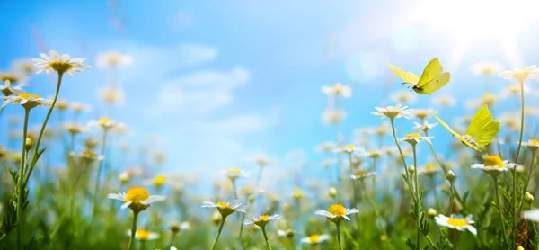 Abstrait Printemps Nature Fond Avec Herbe Fraîche Fleurs Contre Soleil — Photo