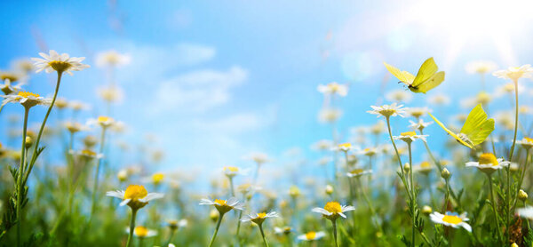 abstract spring nature background with fresh grass and flowers against sunny sk
