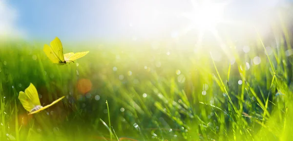 Soyut Bahar Doğası Arka Planında Taze Çimenler Güneşli Gökyüzüne Doğru — Stok fotoğraf