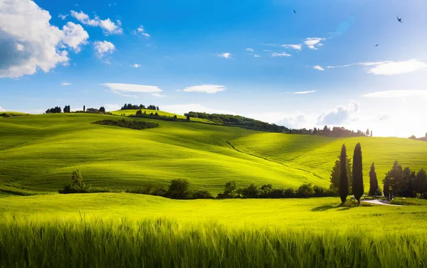 Sielankowy Letni Krajobraz Wiejski Toskania Włochy — Zdjęcie stockowe