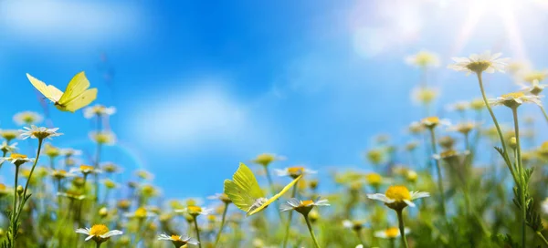 抽象的な夏の自然背景に新鮮な草やカモミールの花が青い日当たりの良いスクに対して — ストック写真