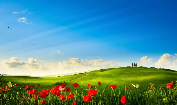 Krásná Venkovská Letní Příroda Panorama Letního Zeleného Pole Kvetoucími Makovými — Stock fotografie