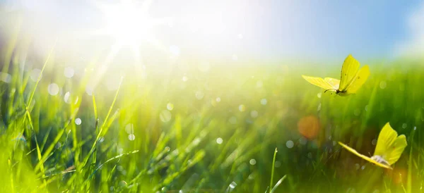 Soyut Yaz Doğa Arka Planında Taze Çimenler Güneşli Gökyüzüne Doğru — Stok fotoğraf