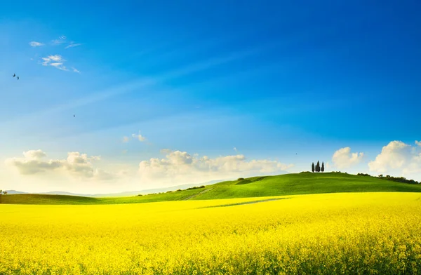 Art Springtime Rural Landscape Flowering Rape Spring Field Blue Sky — Stock Photo, Image