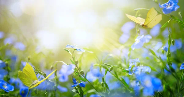 芸術抽象的な春や夏の花の背景と新鮮な青の花と飛んで蝶 — ストック写真