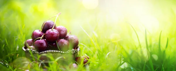 Ekologiczne Letnie Zbiory Owoców Świeże Owoce Wiśni Słonecznym Tle Ogrodu — Zdjęcie stockowe