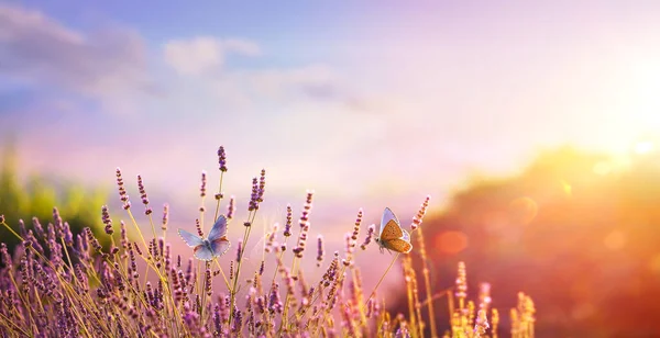 美しい夏の田園風景 日没時に畑でラベンダーとフライ蝶を咲かせます — ストック写真