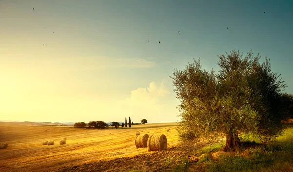 Toskánsko Letní Krajina Zlaté Pole Olivovníky Při Západu Slunce — Stock fotografie