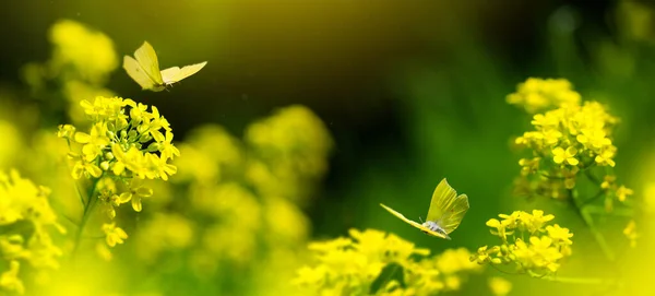 Las Polana Dużą Ilością Żółtych Letnich Kwiatów Motyli Słonecznym — Zdjęcie stockowe