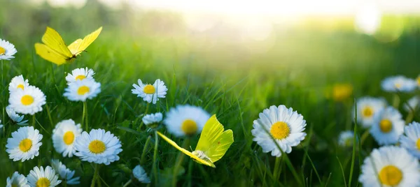摘要春夏夕阳西下 草场上开满了花 白色的花朵和蝴蝶在温暖的金色时辰日落时分飞翔 — 图库照片