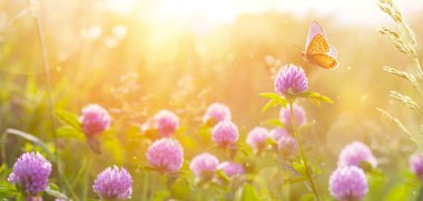 Günbatımında gökyüzüne karşı kır çiçekleri ve kelebeklerle yaz doğası. güzel bir yaz afişi; yüksek anahtarlı fotoğraf