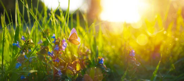 Sunny Nyári Természet Háttér Légy Pillangó Kék Vad Virágok Napfény — Stock Fotó