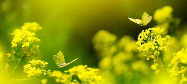 日当たりの良いDaに黄色の夏の花や蝶がたくさんある森のグレード — ストック写真