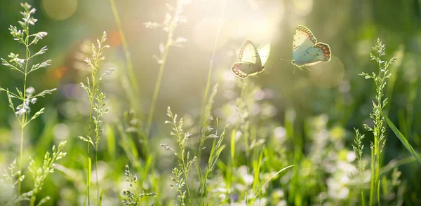 Zomer Bos Glade Met Bloeiende Gras Vlinders Een Zonnige Dag — Stockfoto
