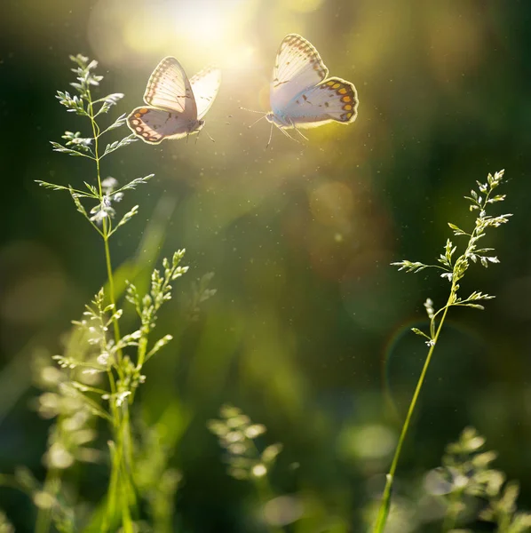 晴れた日に開花草や蝶と夏の森のグレード バックライティング 高Ke — ストック写真