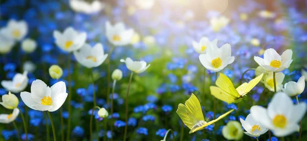 Bosque Glade Con Montón Flores Primavera Blanco Azul Mariposas Soleado — Foto de Stock