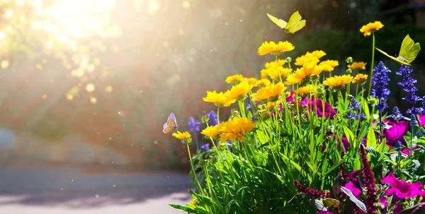 Nyár Virágos Háttér Színes Virágok Légy Pillangó Egy Napos Kert — Stock Fotó