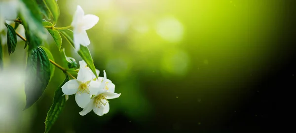 美丽的春天边界 开着茉莉花丛在绿色的背景 软选择焦点 复制温泉 — 图库照片
