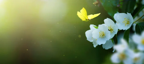 Schöne Frühlingseinfassung Blühender Jasminstrauch Auf Grünem Hintergrund Weicher Selektiver Fokus — Stockfoto