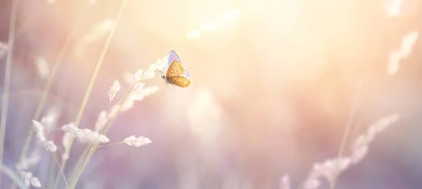 Yaz Doğal Manzarası Çiçek Açan Çimenler Güneşli Bir Gökyüzünün Arka — Stok fotoğraf